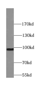 SYT11 Antibody - BSA Free