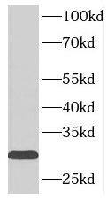 Synaptogyrin 1 Antibody - BSA Free