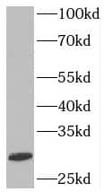 SYF2 Antibody - BSA Free
