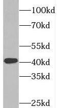 SYCE1 Antibody - BSA Free