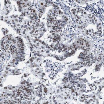 SYCE1 Antibody - BSA Free
