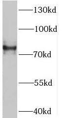 SV2B Antibody - BSA Free