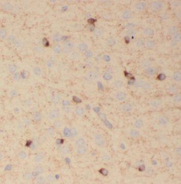 SV2B Antibody - BSA Free