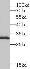Surf1 Antibody - BSA Free