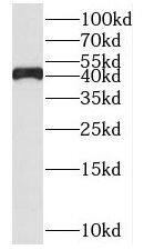 SDS3 Antibody - BSA Free