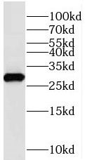 Amisyn Antibody - BSA Free