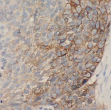Amisyn Antibody - BSA Free