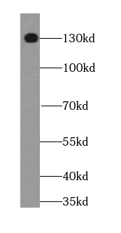 Tomosyn Antibody - BSA Free