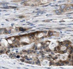 Syntaxin Binding Protein 4 Antibody - BSA Free