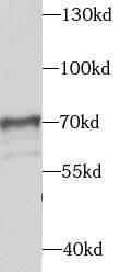 Syntaxin Binding Protein 4 Antibody - BSA Free