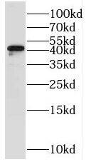 Stomatin-like protein 1 Antibody - BSA Free