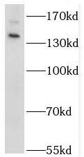 STK36 Antibody - BSA Free