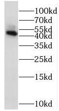 YANK2 Antibody - BSA Free