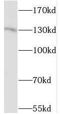 LOK Antibody - BSA Free