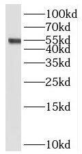 STEAP3/TSAP6 Antibody - BSA Free