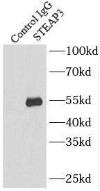 STEAP3/TSAP6 Antibody - BSA Free