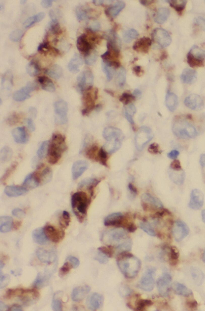 STARD8 Antibody - BSA Free