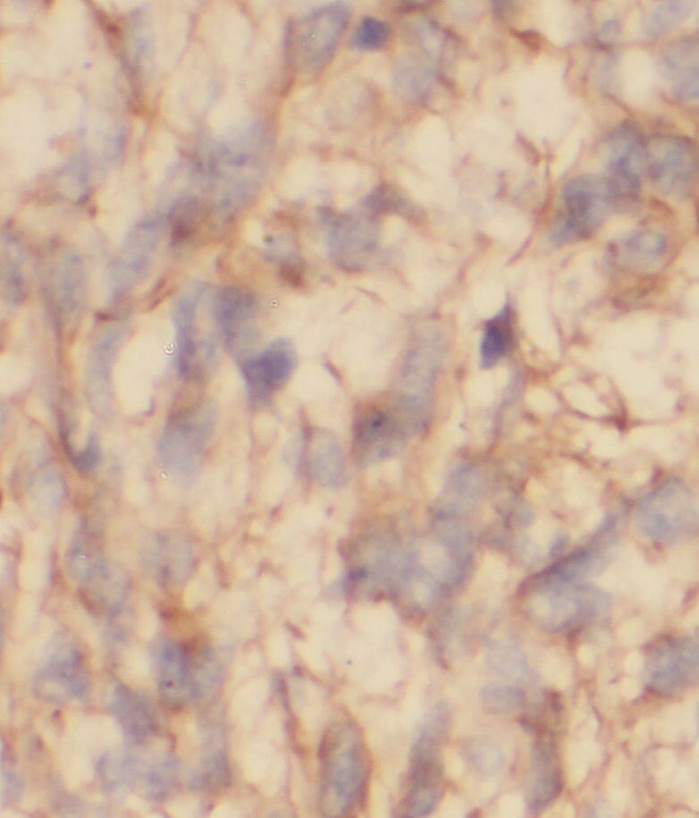 STAC3 Antibody - BSA Free