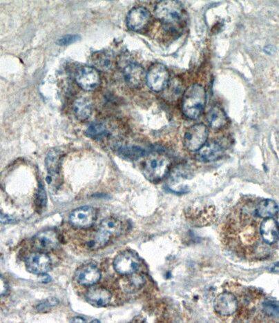 STAC2 Antibody - BSA Free