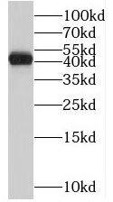 STAC2 Antibody - BSA Free