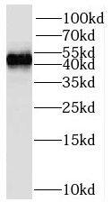 STAC Antibody - BSA Free