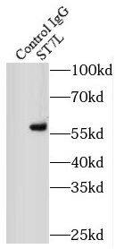 ST7L Antibody - BSA Free