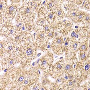 ST3GAL3 Antibody - BSA Free