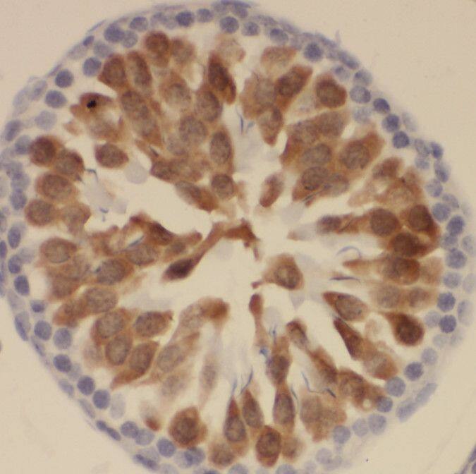 SSX4 Antibody - BSA Free
