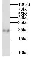 SSX1 Antibody - BSA Free