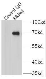 SRP68 Antibody - BSA Free