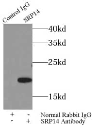 SRP14 Antibody - BSA Free