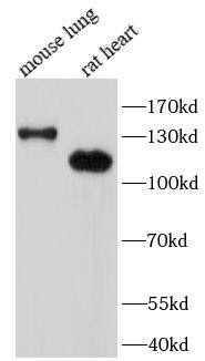 SRGAP2 Antibody - BSA Free