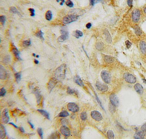 SRFBP1 Antibody - BSA Free