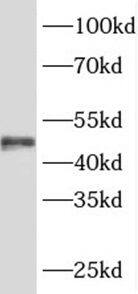 SRFBP1 Antibody - BSA Free
