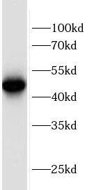 SQRDL Antibody - BSA Free