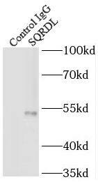 SQRDL Antibody - BSA Free