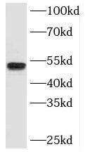 SPZ1 Antibody - BSA Free