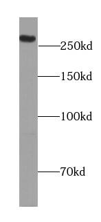 Spectrin beta 2 Antibody - BSA Free