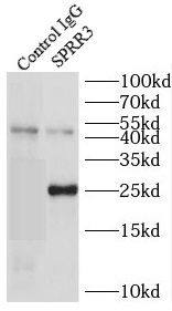 SPRR3 Antibody - BSA Free
