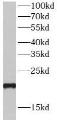 SPRR3 Antibody - BSA Free