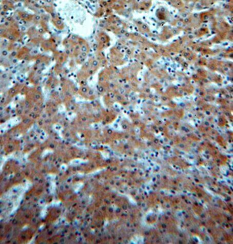 Signal Peptide Peptidase Antibody - BSA Free