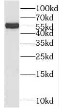 SPIRE2 Antibody - BSA Free