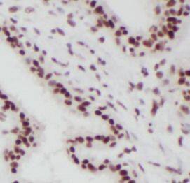 SPIN2B Antibody - BSA Free