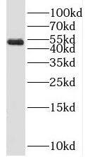 SPERT Antibody - BSA Free