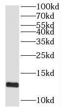 SPCS1 Antibody - BSA Free