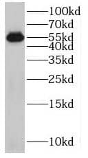 SPATA6 Antibody - BSA Free