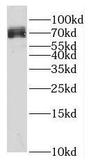 SPATA13 Antibody - BSA Free