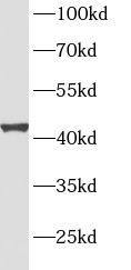 Spermatogensis associated protein 1 Antibody - BSA Free