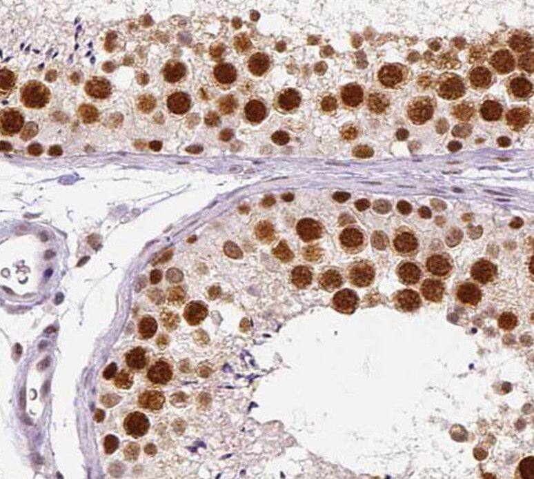 SPANX-D Antibody - BSA Free