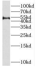 SPAG6 Antibody - BSA Free